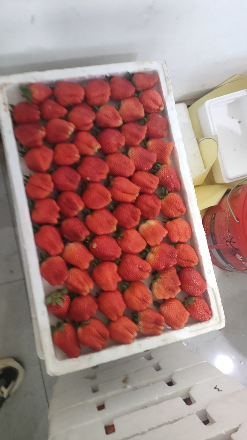 顺平草莓久久，新丰保童，藏香。