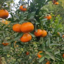 默科特（三月红）