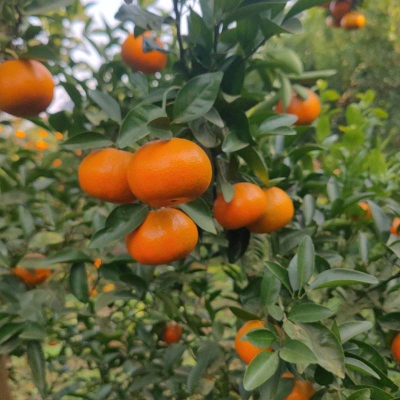 默科特（三月红）