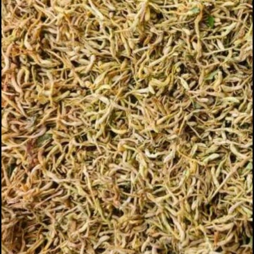 金银花
