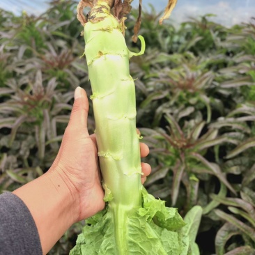 浙江台州莴笋大量有货