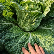 湖南精品黄心大白菜价格合理随时发车协助装车进店联系
