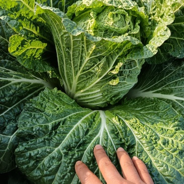 湖南精品黄心大白菜价格合理随时发车协助装车进店联系