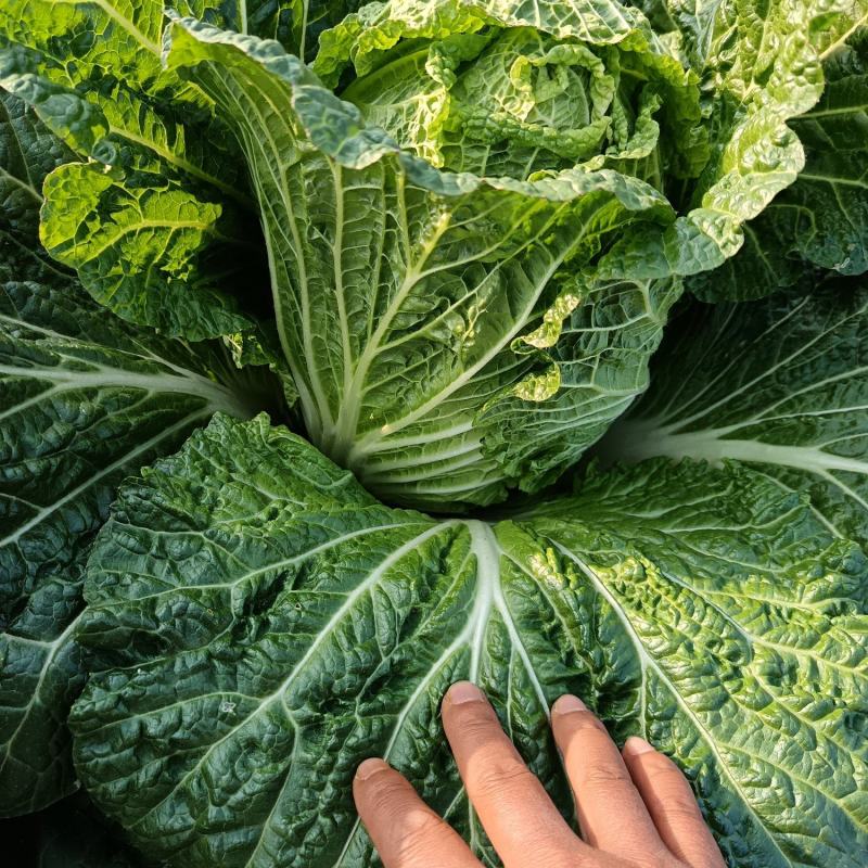 湖南精品黄心大白菜价格合理随时发车协助装车进店联系