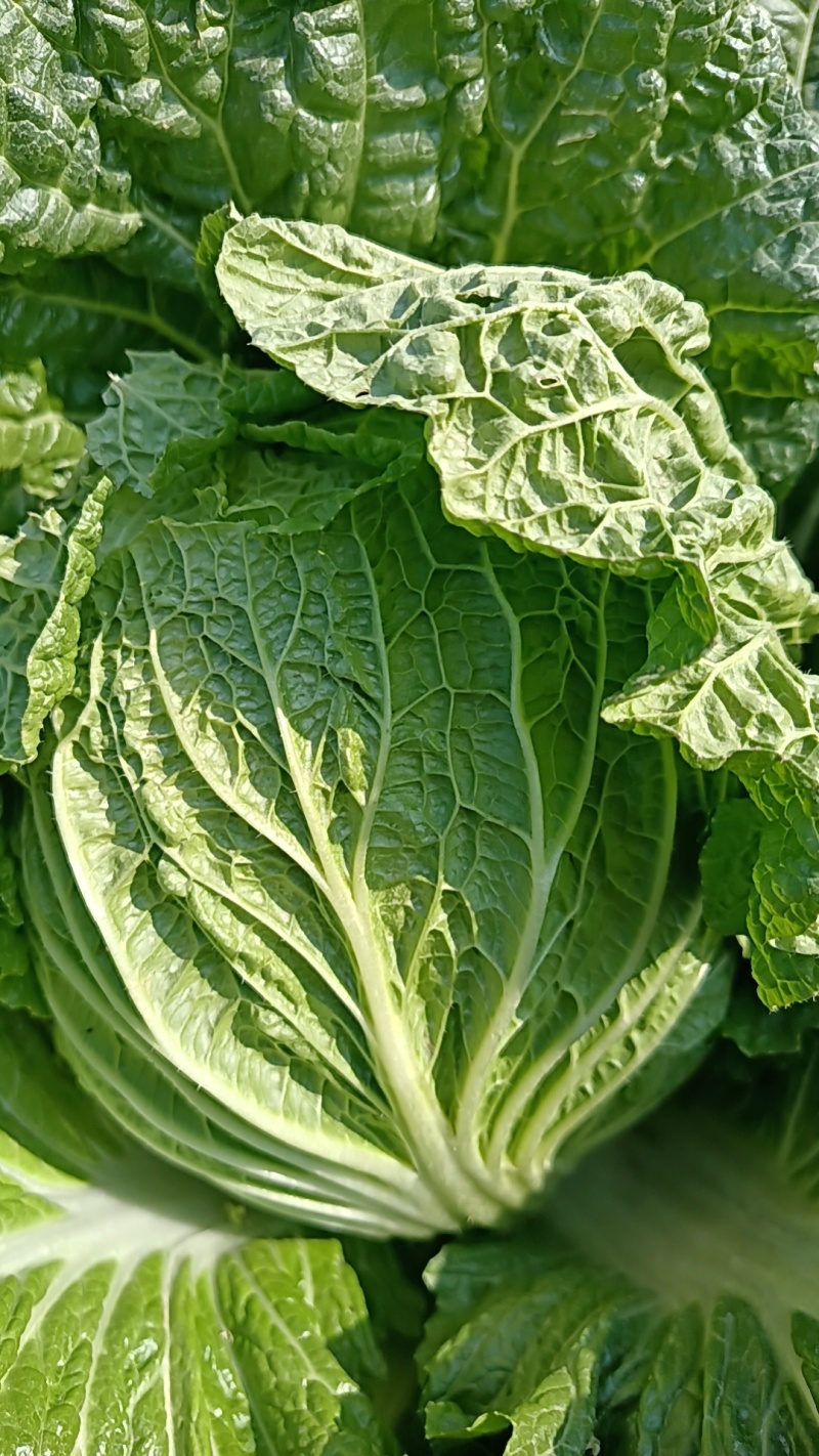 湖南精品黄心大白菜价格合理随时发车协助装车进店联系