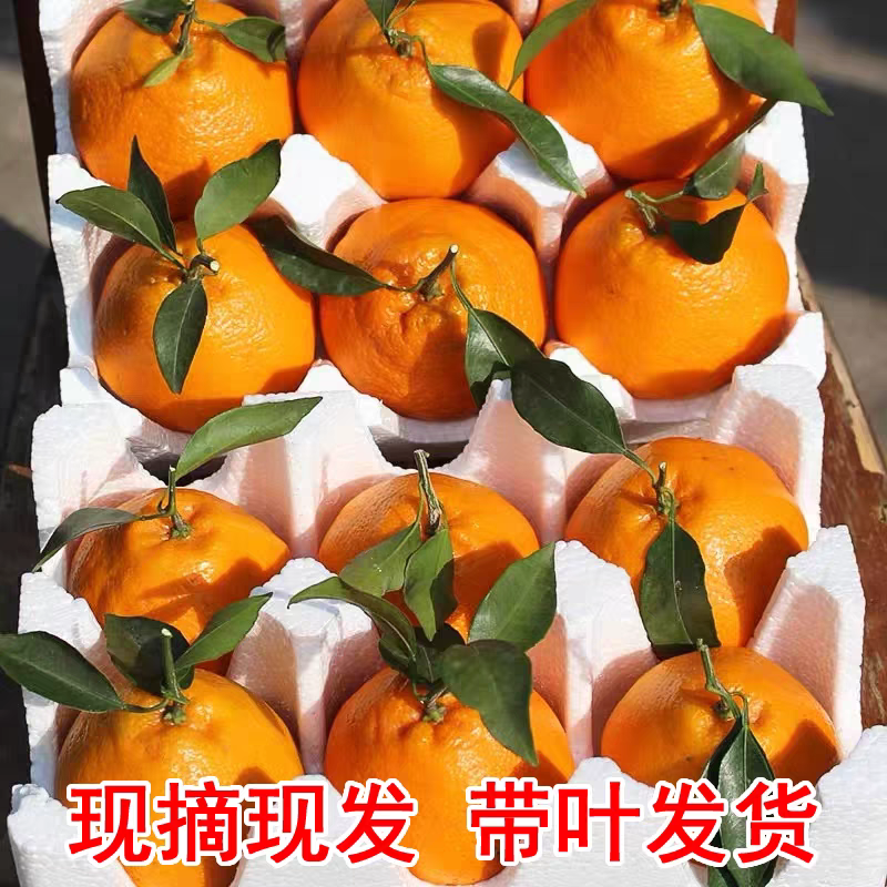 四川春见耙耙柑.各电商代发加薇询价keyin0002