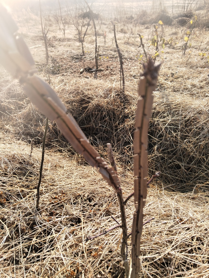 鬼箭羽三年苗，2.5元一棵