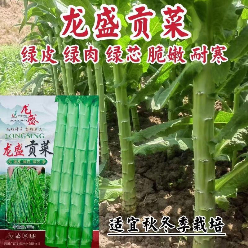 龙盛贡菜种子云贵川皖特色蔬菜绿皮绿肉脆嫩特长贡菜种籽莴笋