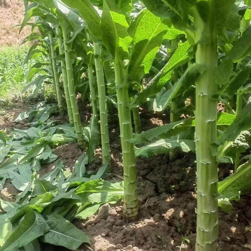 龙盛贡菜种子云贵川皖特色蔬菜绿皮绿肉脆嫩特长贡菜种籽莴笋