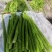 龙盛贡菜种子云贵川皖特色蔬菜绿皮绿肉脆嫩特长贡菜种籽莴笋