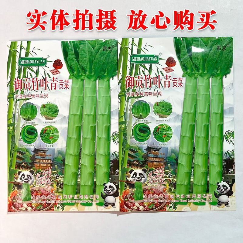 龙盛贡菜种子云贵川皖特色蔬菜绿皮绿肉脆嫩特长贡菜种籽莴笋