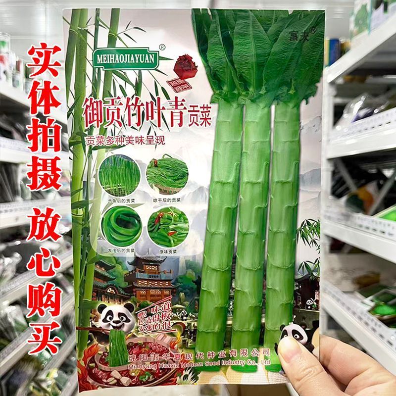 龙盛贡菜种子云贵川皖特色蔬菜绿皮绿肉脆嫩特长贡菜种籽莴笋
