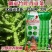 龙盛贡菜种子云贵川皖特色蔬菜绿皮绿肉脆嫩特长贡菜种籽莴笋