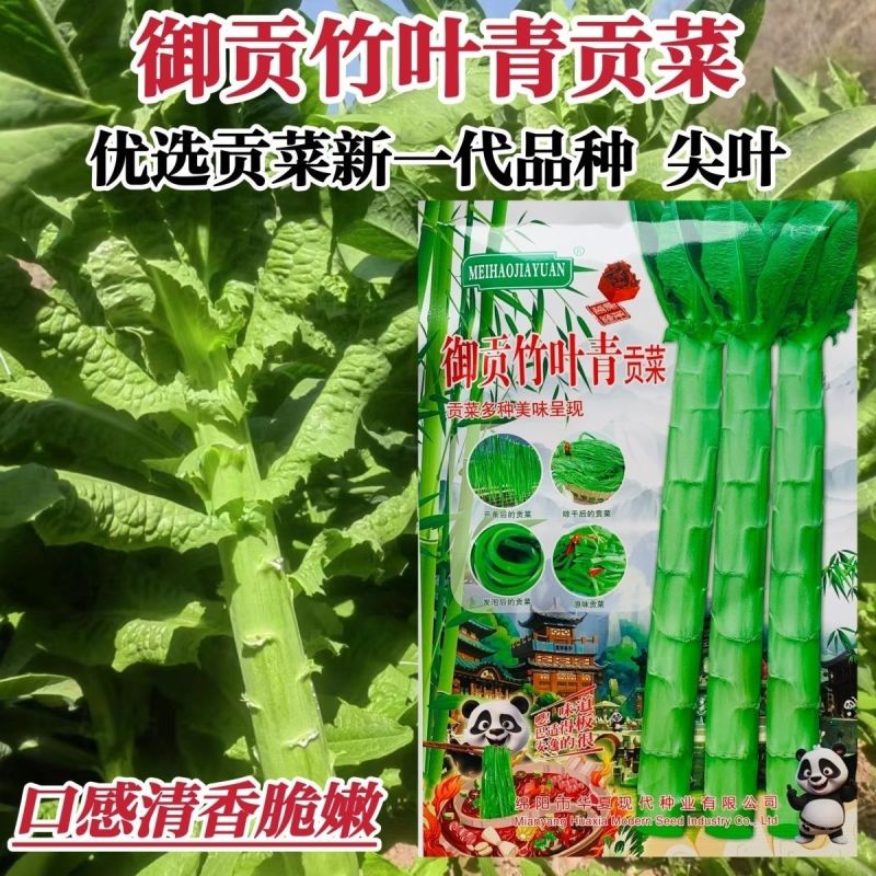 龙盛贡菜种子云贵川皖特色蔬菜绿皮绿肉脆嫩特长贡菜种籽莴笋