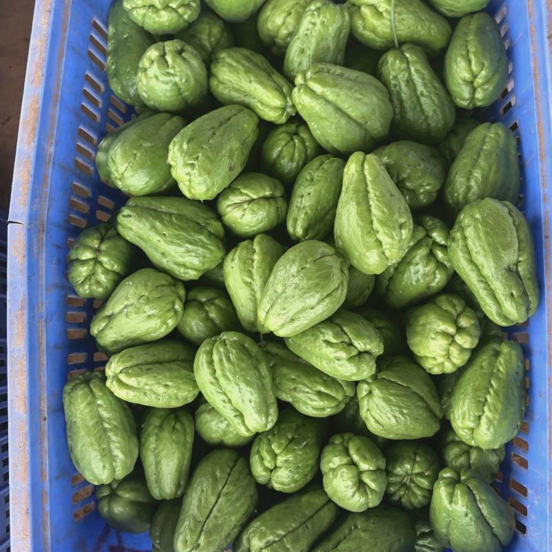 精品基地直发佛手瓜