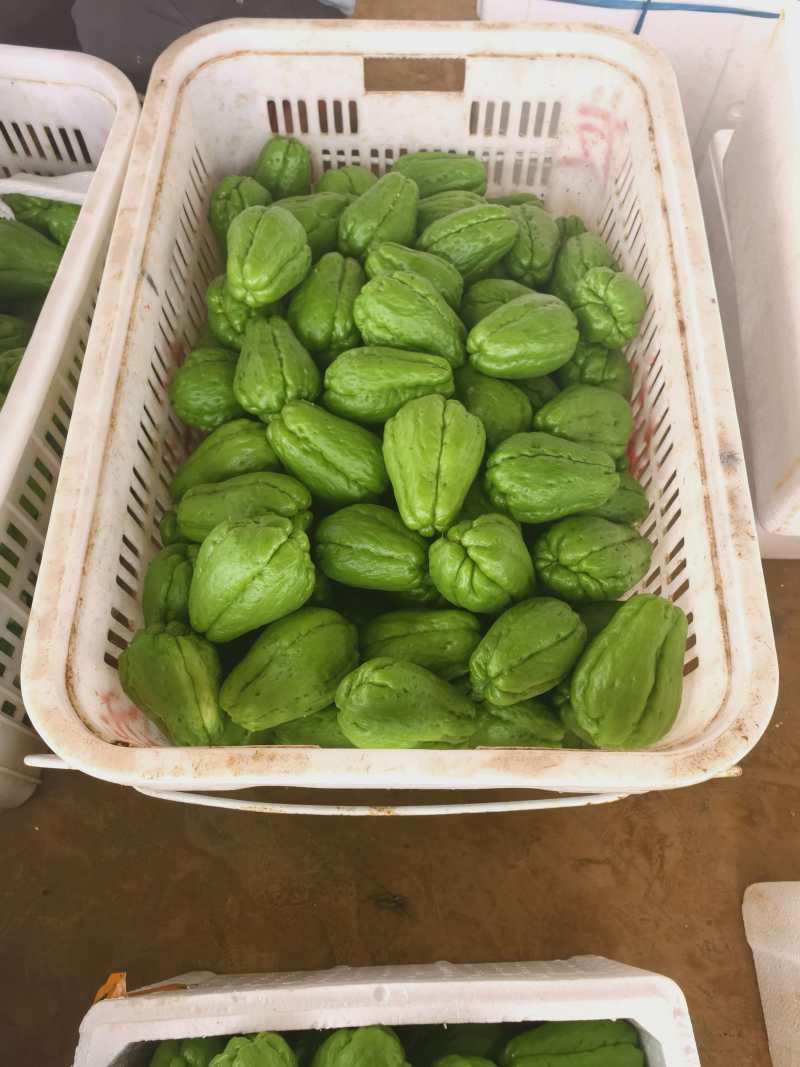 精品基地直发佛手瓜