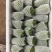 精品基地直发佛手瓜