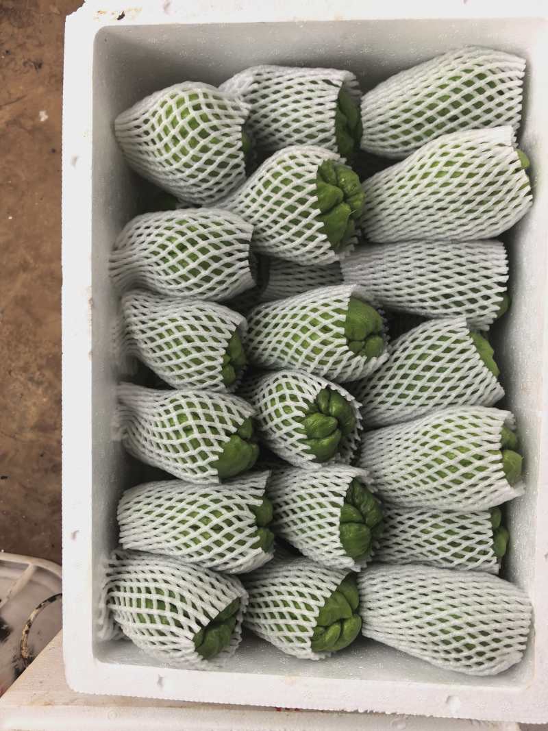 精品基地直发佛手瓜