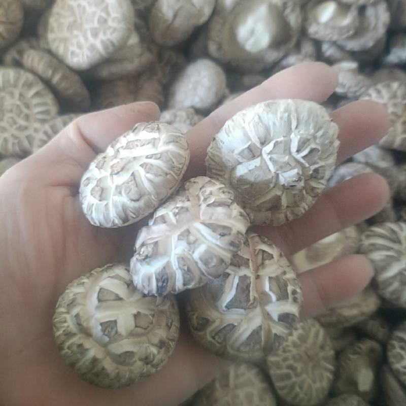 精品花菇