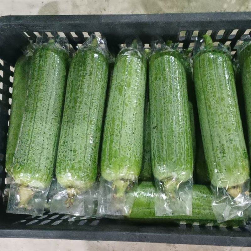 精品丝瓜基地直接发货没有中间商
