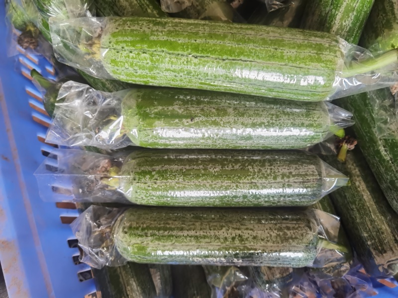 精品丝瓜基地直接发货没有中间商