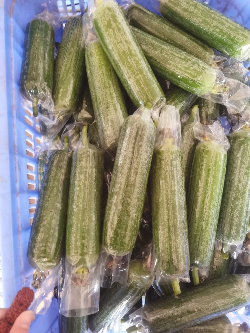 精品丝瓜基地直接发货没有中间商