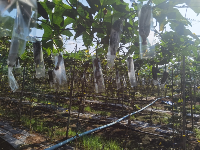精品丝瓜基地直接发货没有中间商