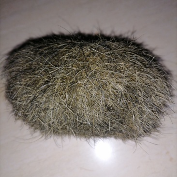 猪宝