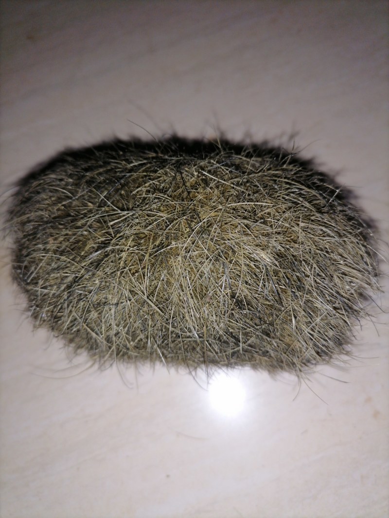 猪宝