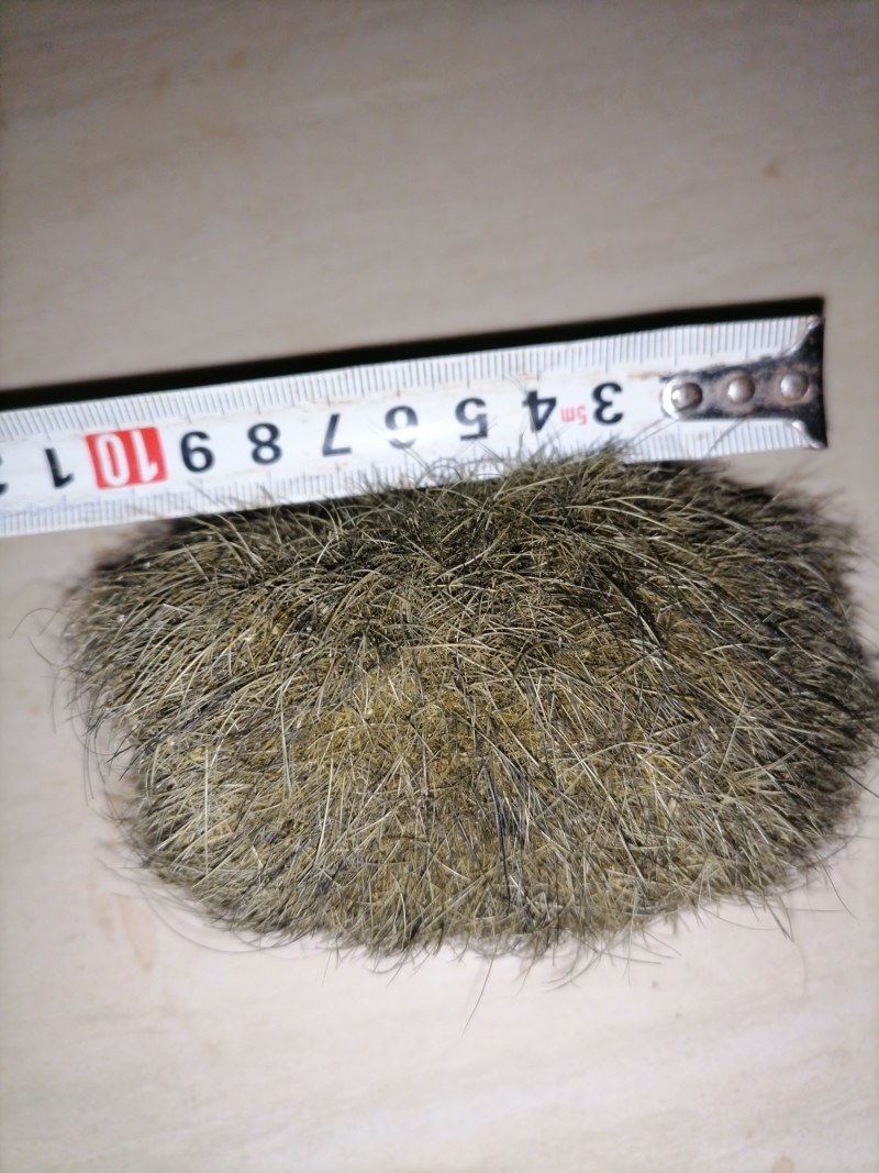 猪宝