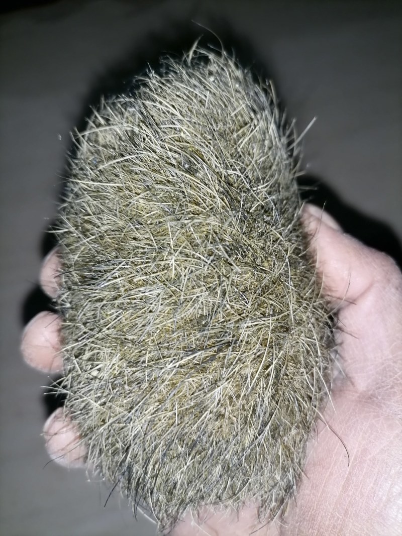 猪宝