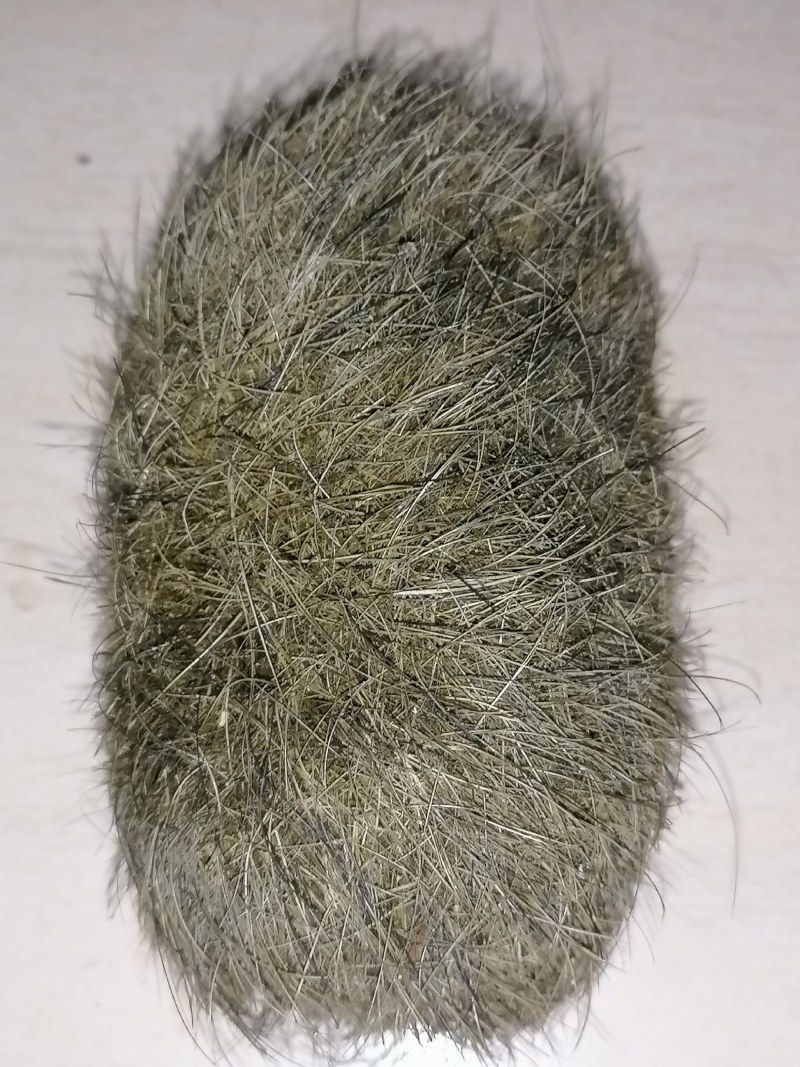 猪宝