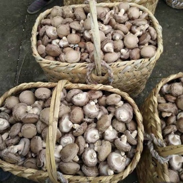 陕西宁强鲜香菇大量供应诚信批发量大质优欢迎来电洽谈