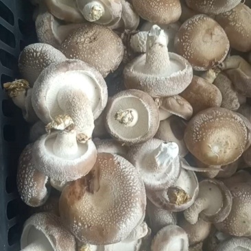 菜菇