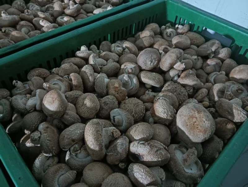 陕西宁强鲜香菇大量供应诚信批发量大质优欢迎来电洽谈
