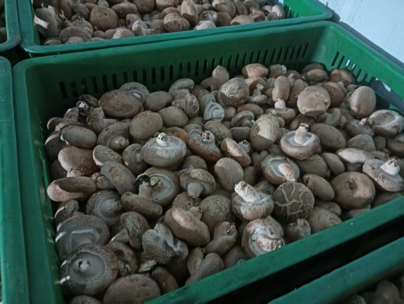陕西宁强鲜香菇大量供应诚信批发量大质优欢迎来电洽谈