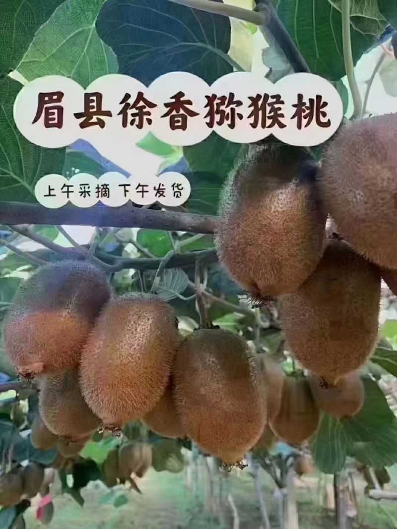 眉县徐香猕猴挑原产地果库代办，全代一条龙服务各种规格有货