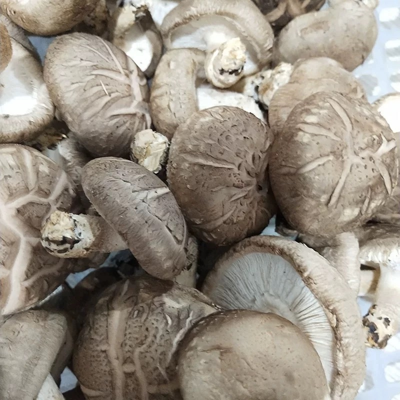 陕西鲜香菇大量供应品质保证诚信经营欢迎老板来电