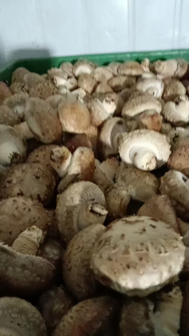 陕西汉中鲜香菇大量供应自家种植品质保证一手货源