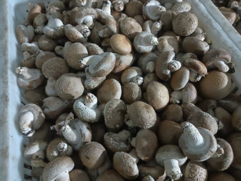 陕西汉中鲜香菇大量供应自家种植品质保证一手货源