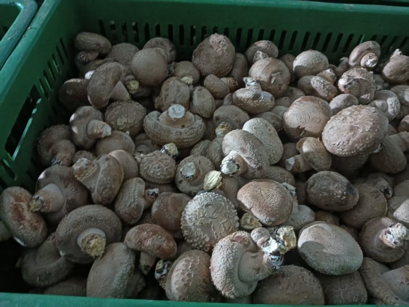 陕西汉中鲜香菇大量供应自家种植品质保证一手货源