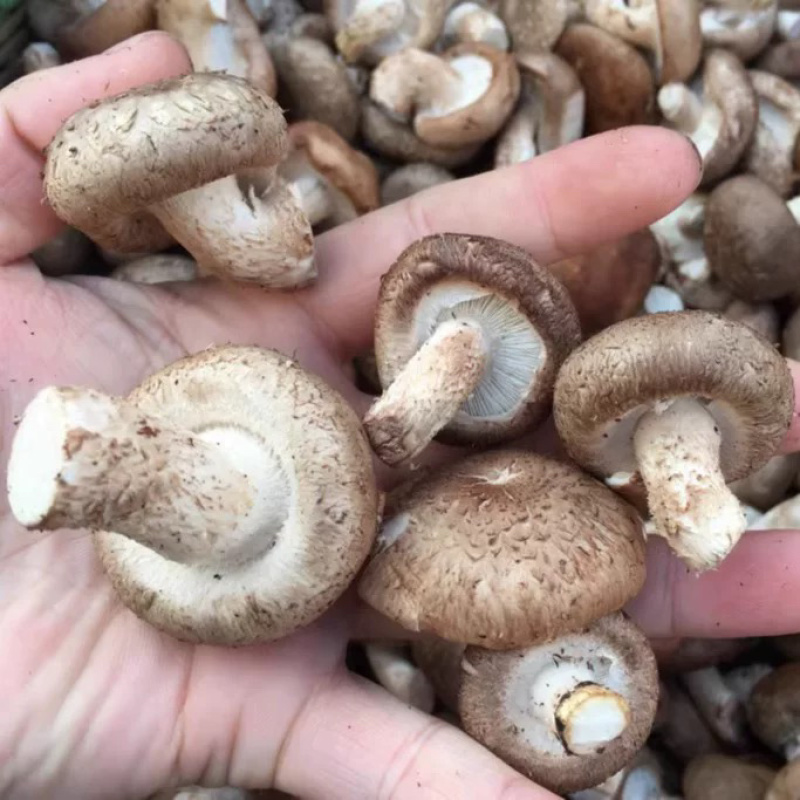陕西汉中鲜香菇大量供应自家种植品质保证一手货源