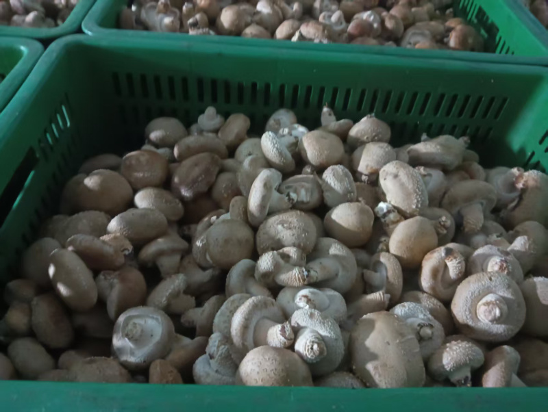 陕西汉中鲜香菇大量供应自家种植品质保证一手货源