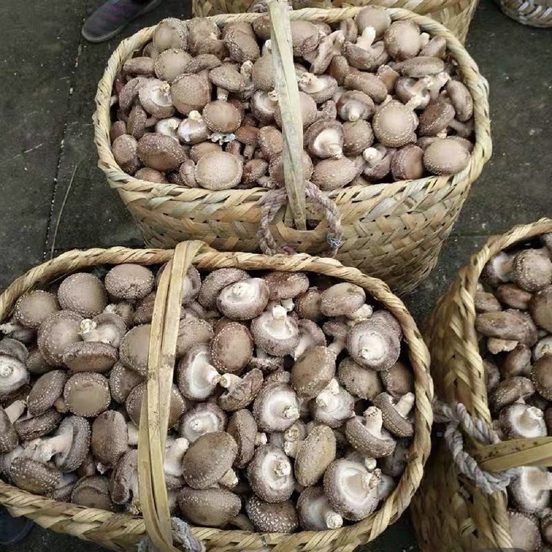 陕西汉中鲜香菇大量供应自家种植品质保证一手货源