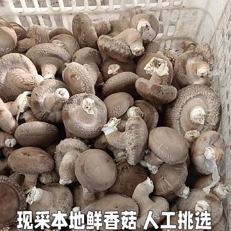 陕西汉中鲜香菇大量供应自家种植品质保证一手货源