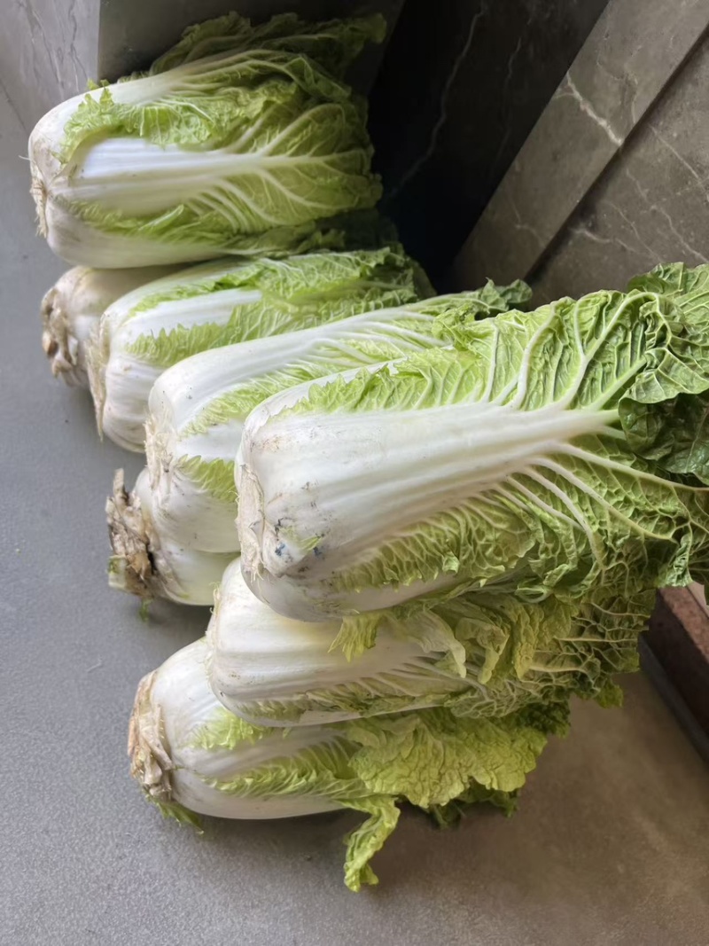 白菜