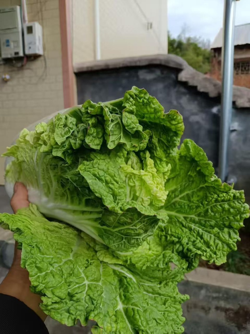 白菜