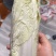 白菜