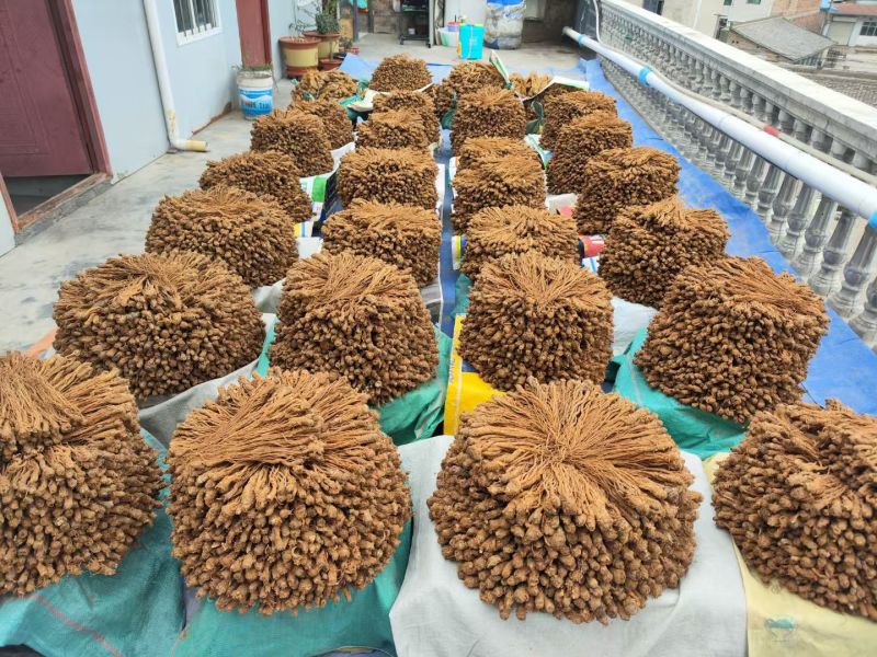 甘肃特产药材。独活原装个子