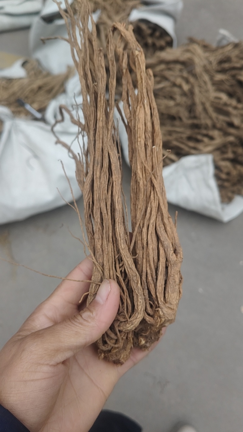 甘肃特产药材。独活原装个子